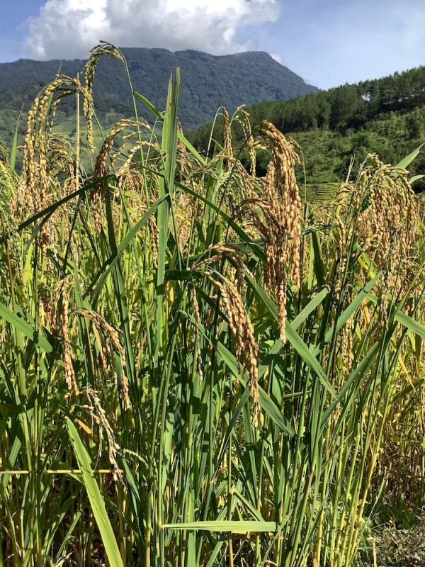 SẢN PHẨM TỪ GẠO LỨC MẦM NGOK LINH